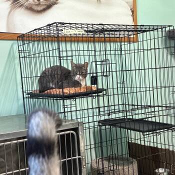 BCAS Ernie (fka Galileo) -  Domestic Short Hair Cat for Adoption in Abingdon, Maryland - BCAS Ernie (fka Galileo) | PetCurious