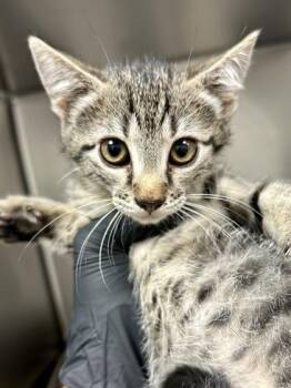 Thing 2 -  Domestic Short Hair Cat for Adoption in Wichita, Kansas - Thing 2 | PetCurious