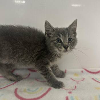 Hyphen- -  Domestic Short Hair Cat for Adoption in Charleston, West Virginia - Hyphen- | PetCurious