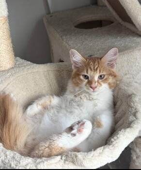 Twolouse -  Domestic Short Hair Cat for Adoption in Walled Lake, Michigan - Twolouse | PetCurious