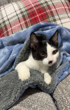 Holland -  Domestic Short Hair Cat for Adoption in Nashville, Tennessee - Holland | PetCurious