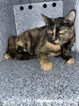 Lake House -  Domestic Short Hair Cat for Adoption - Lake House | PetCurious