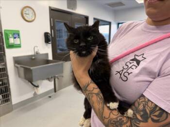 WHISP -  Domestic Medium Hair Cat for Adoption in Santa Fe, New Mexico - WHISP | PetCurious