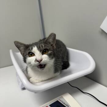 Rescue Domestic Medium Hair Cats for Adoption in Concord, North Carolina - Buffy | PetCurious