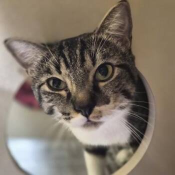 Domestic Medium Hair Cats Available for Adoption - Boho | PetCurious