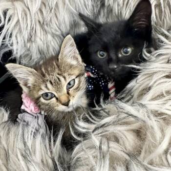 Wanda and Cosmo -  Domestic Short Hair Cat for Adoption in Burlington, North Carolina - Wanda And Cosmo | PetCurious