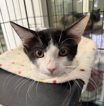 Dolly -  Domestic Short Hair Cat for Adoption in Lemoore, California - Dolly | PetCurious