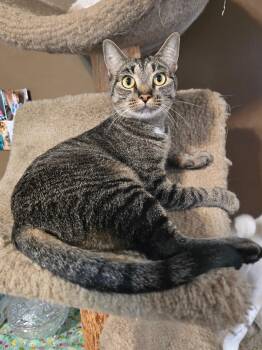Voyager -  Domestic Short Hair Cat for Adoption in Hammond, Indiana - Voyager | PetCurious