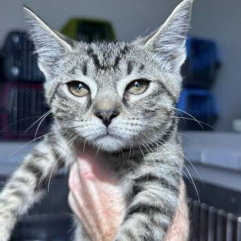 Cady -  Domestic Short Hair Cat for Adoption in Matteson, Illinois - Cady | PetCurious