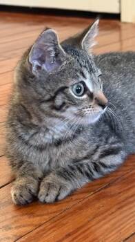 Rescue Domestic Short Hair Cats for Adoption - Ruben | PetCurious