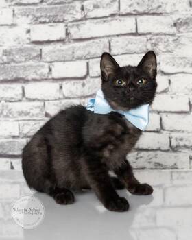 Sheldon -  Bombay and Domestic Short Hair Cat for Adoption in Tuscaloosa, Alabama - Sheldon | PetCurious