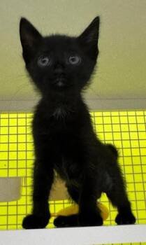 Donna -  Domestic Short Hair Cat for Adoption in Fort Myers, Florida - Donna | PetCurious