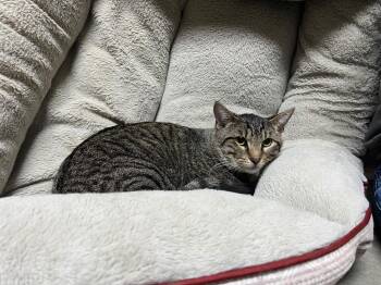 Domestic Short Hair Cats Available for Adoption - Stanley | PetCurious
