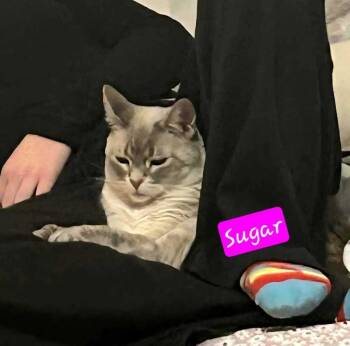 Siamese Cats Available for Adoption in Jessup, Maryland - Sugar | PetCurious