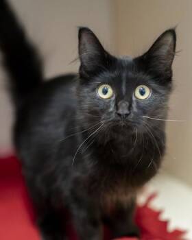 Turner -  Domestic Medium Hair and Domestic Short Hair Cat for Adoption in Pequot Lakes, Minnesota - Turner | PetCurious