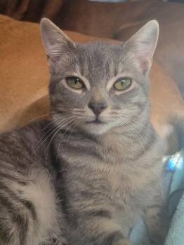 Tabby Cats Available for Adoption - Poppy | PetCurious