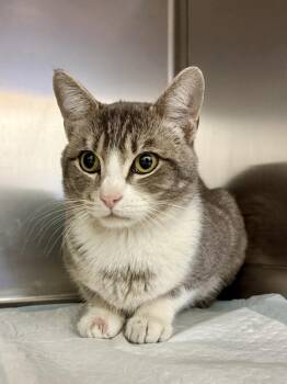 Domestic Short Hair Cats Available for Adoption in Mobile, Alabama - Twilight | PetCurious