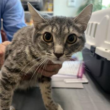 Mikey -  Domestic Short Hair Cat for Adoption in Las Vegas, Nevada - Mikey | PetCurious