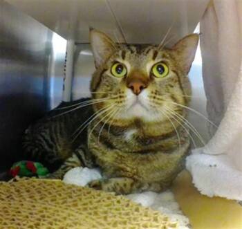 SCORPIO -  Domestic Short Hair Cat for Adoption in Omaha, Nebraska - SCORPIO | PetCurious