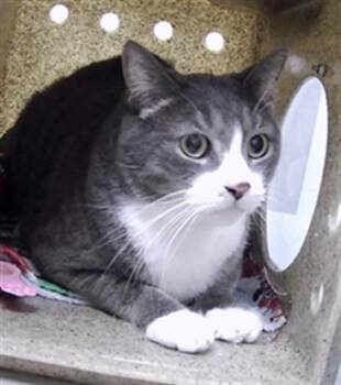 CYBERMAT -  Domestic Short Hair Cat for Adoption in St. Cloud, Florida - CYBERMAT | PetCurious