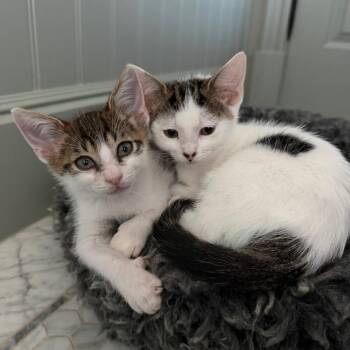 Oatmeal -  Domestic Short Hair Cat for Adoption in Los Angeles, California - Oatmeal | PetCurious