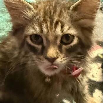**Sparkle 2.0 -  Domestic Short Hair Cat for Adoption in Springfield, Ohio - **Sparkle 2.0 | PetCurious