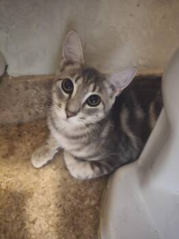 Bonny -  Domestic Short Hair Cat for Adoption in Glendale, Arizona - Bonny | PetCurious
