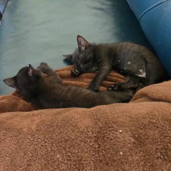 Quiet Mouse 24 -  Domestic Short Hair Cat for Adoption in Austin, Texas - Quiet Mouse 24 | PetCurious