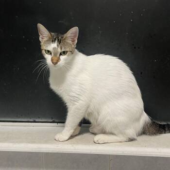 Fifa -  Domestic Short Hair Cat for Adoption in Valdosta, Georgia - Fifa | PetCurious