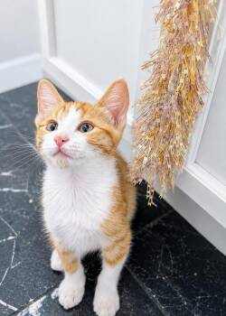 Sprout -  Domestic Short Hair Cat for Adoption in Homer Glen, Illinois - Sprout | PetCurious