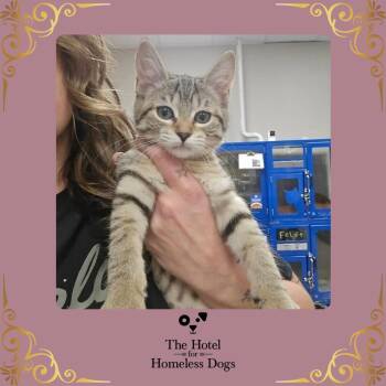 Caramel -  Domestic Short Hair Cat for Adoption in Cumberland, Rhode Island - Caramel | PetCurious