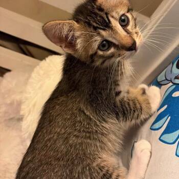Ceccee -  Domestic Short Hair Cat for Adoption in West Palm Beach, Florida - Ceccee | PetCurious