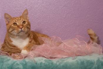 Rescue Domestic Short Hair Cats for Adoption in Sebastian, Florida - Gus | PetCurious