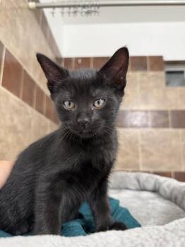 Domestic Short Hair and Tabby Cats Available for Adoption in Dallas, Texas - Batman | PetCurious