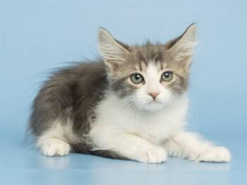 Domestic Medium Hair Cats Available for Adoption in Phoenix, Arizona - GATOR | PetCurious