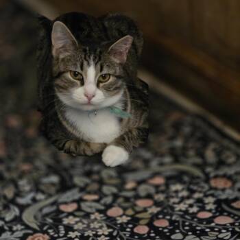 Lucey -  Domestic Short Hair Cat for Adoption in Allison Park, Pennsylvania - Lucey | PetCurious