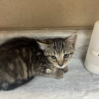 Quartz -  Domestic Short Hair Cat for Adoption in Lewisburg, West Virginia - Quartz | PetCurious