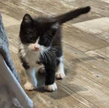 Fern -  Domestic Short Hair Cat Available for Adoption in The Woodlands, Texas - Fern | PetCurious