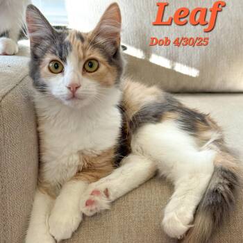 Rescue Domestic Medium Hair Cats for Adoption in Clayton, California - Leaf | PetCurious