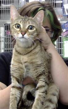 Domestic Short Hair Cats Available for Adoption in Pasadena, Texas - FERN | PetCurious