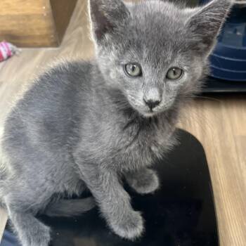 Domestic Medium Hair Cats Available for Adoption in Pleasanton, California - Petra | PetCurious