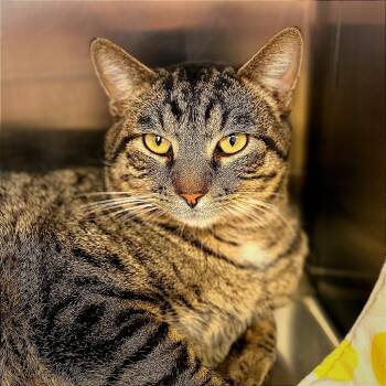 Domestic Short Hair Cats Available for Adoption - Teddy Bear | PetCurious