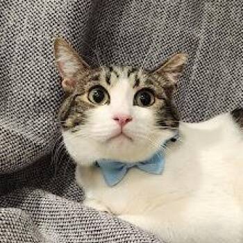 Tabby and Domestic Short Hair Cats Available for Adoption - Reese | PetCurious