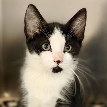 Sabbath -  Domestic Short Hair Cat for Adoption in Jackson Township, New Jersey - Sabbath | PetCurious