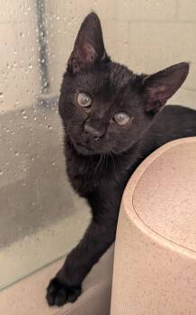 Desi -  Domestic Short Hair Cat for Adoption in Pompano Beach, Florida - Desi | PetCurious