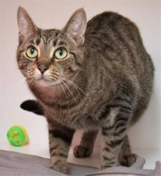 Rescue Domestic Short Hair Cats for Adoption in Fishers, Indiana - Buster (at Smitten Kitten) | PetCurious