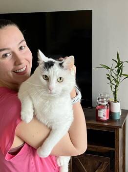 Marshmallow (Declawed) so friendly VIDEO -  Domestic Short Hair Cat for Adoption in Port Orange, Florida - Marshmallow (Declawed) So Friendly VIDEO | PetCurious