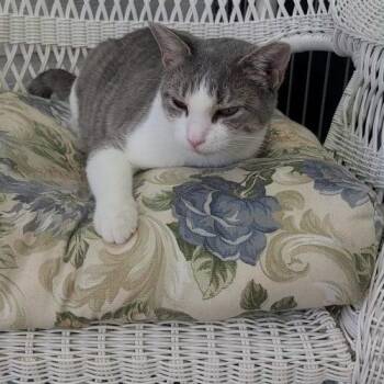 Ketanji -  Domestic Short Hair Cat for Adoption in Elizabeth, Illinois - Ketanji | PetCurious