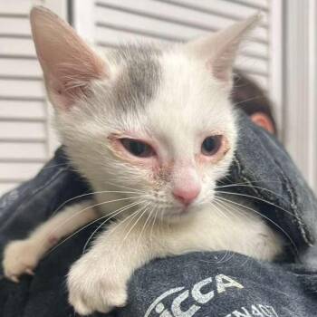 Meg -  Domestic Short Hair Cat for Adoption in Winchester, Virginia - Meg | PetCurious