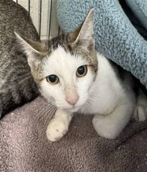 SQUIRMY WORMIE -  Domestic Short Hair Cat for Adoption in Peoria, Illinois - SQUIRMY WORMIE | PetCurious
